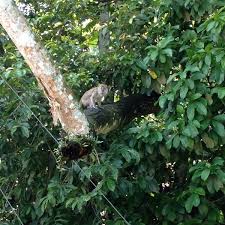 Maybe you would like to learn more about one of these? Hutan Lipur Ampang Other Great Outdoors