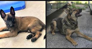Hide this posting restore restore this posting. Military Working Dogs In Texas Need Foster And Permanent Homes Here S How It Works The Dog People By Rover Com