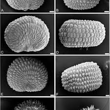 Image result for Silene burchellii