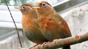 Wambi om ekor lagi dorong ada luka di bawah paruh tapi dah kering bunyi masih gerol pendek wa 08575xxxxx Warga Ciamis Ini Berhasil Tangkar Burung Hwamei Wambi China Harapan Rakyat Online