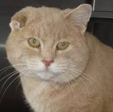 Check out our cat ear clips selection for the very best in unique or custom, handmade pieces from our accessories shops. How To Tell The Gender Of A Cat Without Looking To Its Genitalia Quora
