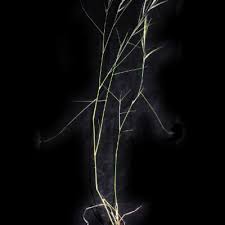 Image result for Aristida stipitata