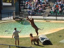 We did not find results for: Australia Zoo Wikipedia