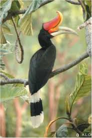 Enggang borneo kemos enggang borneo enggang burungkalimantan rangkong burung cantik ini sudah sulit untuk dijumpai di alam bebas akibat rusaknya habitat dan perburuan oleh manusia apartment nigeria. Burung Kenyalang In Tamil
