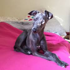 But, if the greyador is your favorite, let's find out how you can bring one home. Italian Greyhound Puppy Italian Greyhound Puppies Italian Greyhound Whippet