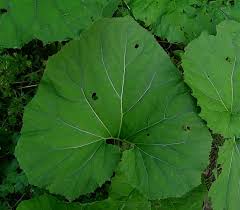 Due to its invasive habit, learning how to get rid of coltsfoot plants is important. Colt S Foot Colt S Foot Colts Foot Colts Foot Coltsfoot Wild Flower Finder