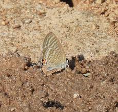 Image result for Erianthemum schelei