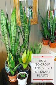 Snake Plant Care The Best Beginner S Houseplant Snake Plant Care Plants Snake Plant
