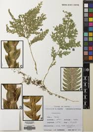 Image result for Selaginella imbricata