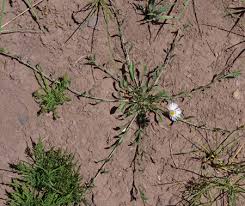 Image result for Eriochrysis brachypogon