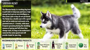 Siberian Husky Grooming Siberian Husky Husky Grooming Husky