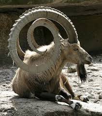 Sable antelope is, one of the african animals with horns. Africa Animal Quotes Quotesgram