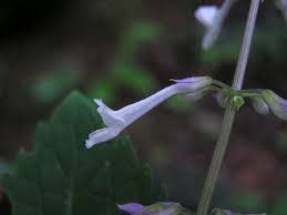 Image result for Orthosiphon thymiflorus