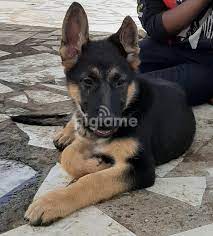 Healthy, purebred german shepherd puppies directly from ethical breeders. German Shepherd Puppies In Kitengela Pigiame