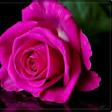 Beautiful Dark Pink Rose Rose Purple Roses Beautiful Flowers