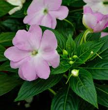 Image result for Impatiens keilii