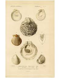 If you want to pass along the printable though, please feel free to share a link to this post. Sea Shells Pictures Beautiful Printable French Art The Graphics Fairy Graphics Fairy Graphic Subway Art Printables