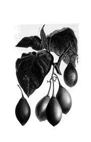 Check spelling or type a new query. Tamarillo Tree Tomato Lost Crops Of The Incas Little Known Plants Of The Andes With Promise For Worldwide Cultivation The National Academies Press