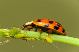 Pest control is the management or regulation of species known as pests due to their effect on human health, economy or ecology. Pest Control 101 Various Types Of Pest Control Techniques Part 2 Pioneer Pest Control