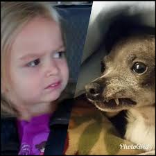 Who wore it better, a human baby or a dog?