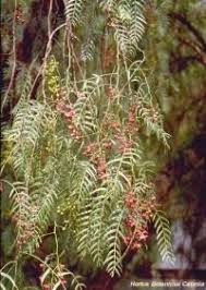 Image result for Corallocarpus welwitschii
