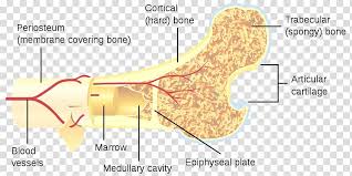 To look at a cross section, you will need to find a bone that's broken or cut one to look inside it. Cross Section Of A Long Bone Solved Bone Tissue Epiphysis End Of A Long Bone Longitu Chegg Com Ends Epiphyses At The Ends Of The Long Bone The Cortex Is
