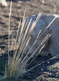 Image result for Agrostis quinqueseta