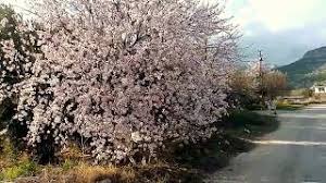 Flowering almond tree for sale canada. How To Grow Almond Tree Loaded For Flowers Almond Tree Tine Lapse Youtube