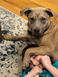 Bully dog needs home without cats