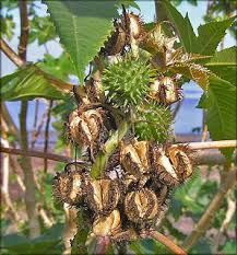 Raw Herbs Chitrakmool Plumbago Zeylanica Herb Wholesale Trader From Mumbai Nalleru health benefits in telugu,nalleru plant in telugu.nalleru medicinal uses in telugu.nalleru pachadi in telugu. chitrakmool plumbago zeylanica herb