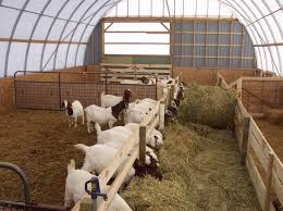 Goats6 Boer Goats Goats Goat Barn
