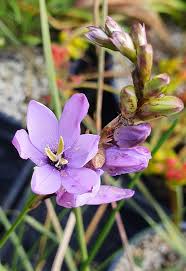 Image result for Polystachya bifida