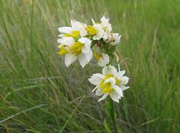 Image result for Schizochilus sulphureus