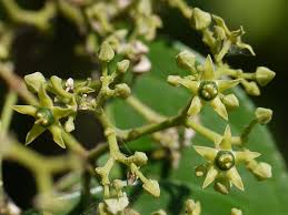 Image result for Hippocratea africana