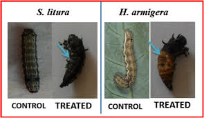 Image result for Vernonia nepetifolia