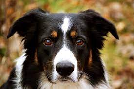 My Favorite Color Combo Border Collie Collie Dog Breeds