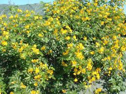 Image result for Senna floribunda