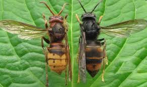 We did not find results for: Piegez Les Frelons Asiatiques Ville D Ivry Sur Seine