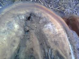Bleime Boiterie 1 Forum Cheval