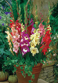 We did not find results for: Gladiolus Care How To Store Gladioli Bulbs For Winter Season