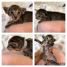 pin ot polzovatelya inna na doske koshki i sobaki porodistye znamenitye sobaki koshki