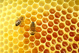 Do Bee Don't Bee- A Halachic Guide to Honey and Bee Derivatives ...