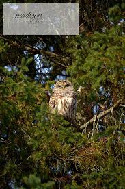 Large Barred Owl