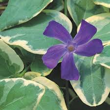 Image result for Vinca major