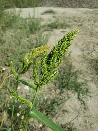 Image result for Echinochloa brevipedicellata