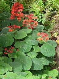 Image result for Clerodendrum rotundifolium