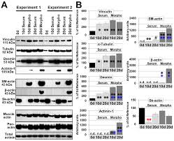 Die besten pinnwände von nadja von schrader. Ijms Free Full Text The Mek Erk Module Is Reprogrammed In Remodeling Adult Cardiomyocytes Html