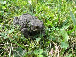 Auch igel freuen sich über manche schneckenarten. Erdkrote Bufo Bufo Steckbrief Ernahrung Eine Krote Im Eigenen Garten