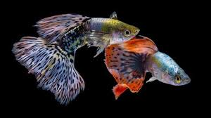 Probiotik ikan hias gdm mengandung berbagai bakteri yang menguntungkan antara lain bacillus brevis, bacillus pumilus dan bacillus mycoides. Tak Hanya Cupang Ada 7 Jenis Ikan Hias Yang Juga Menarik Tribun Jateng
