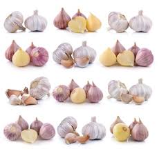 Vegetable, herb, flower, grain, cover crop, microgreens, sprouts, wheatgrass & more How To Start A Profitable Garlic Business For Under 1 000 Profitable Plants Digest
